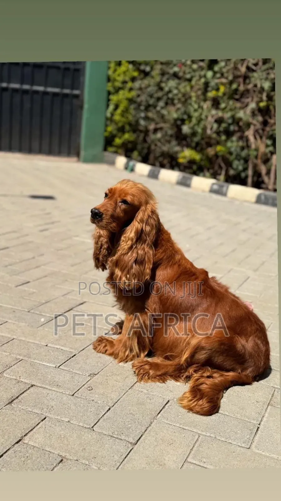 1+ year Female Purebred Cocker Spaniel