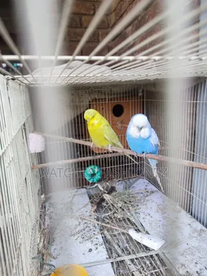 Australian Budgies