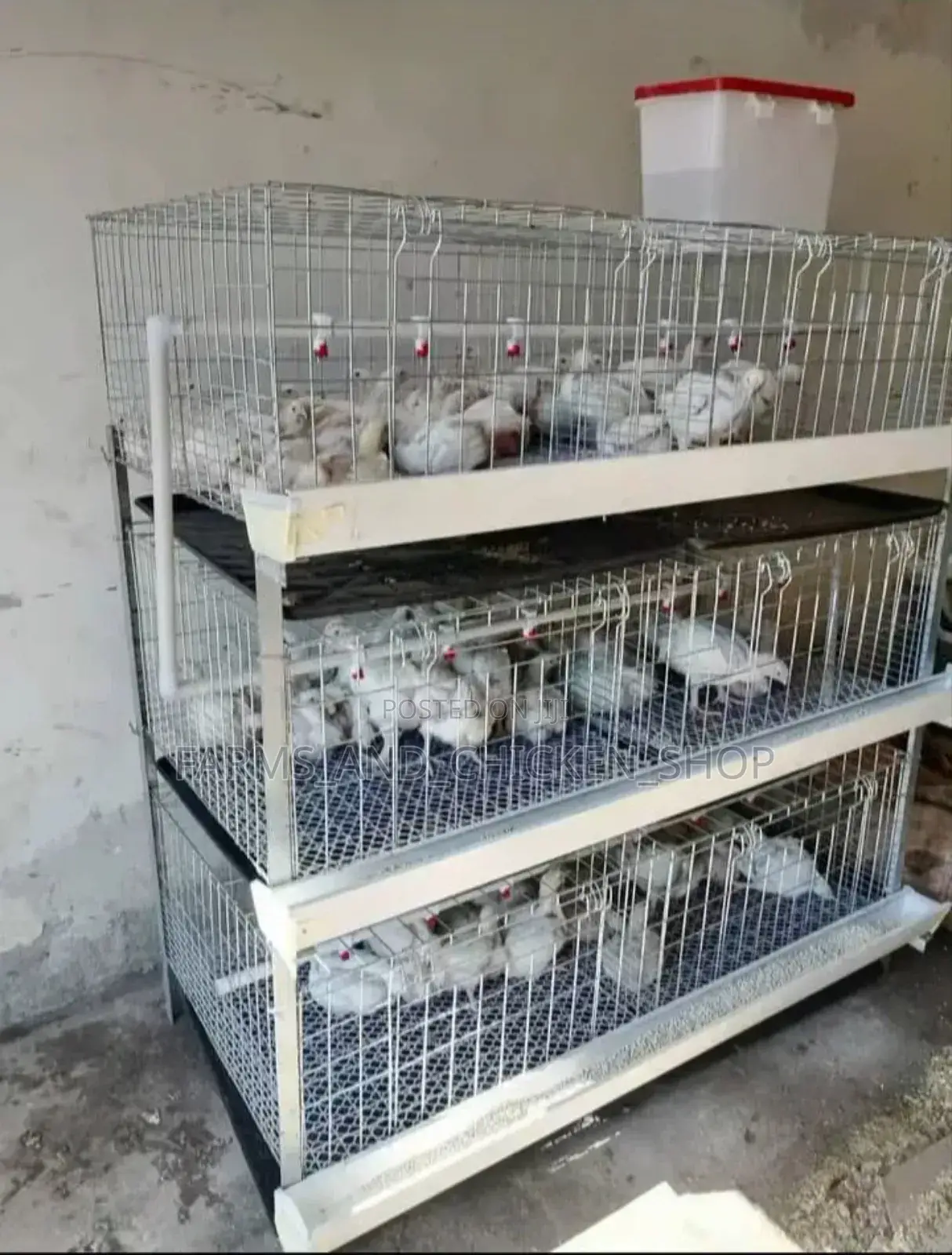 Chicks and Broiler H-Type Cage