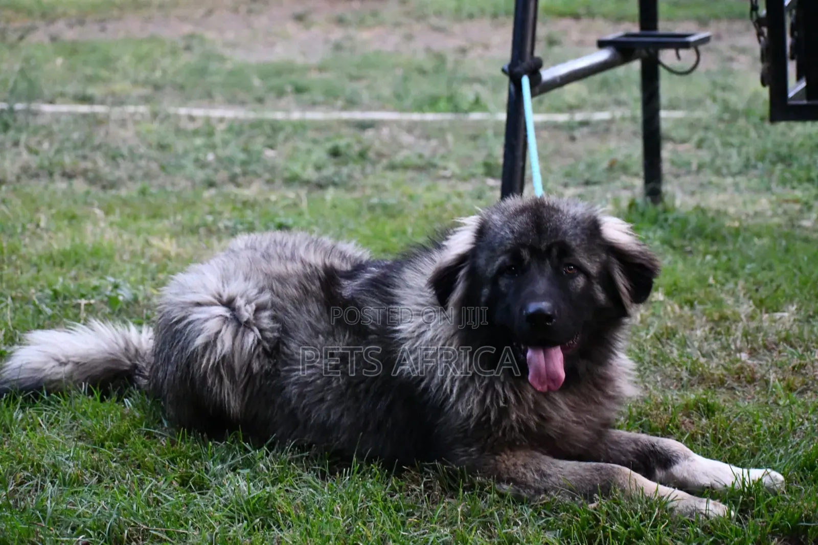 6-12 months Male Purebred Caucasian Shepherd