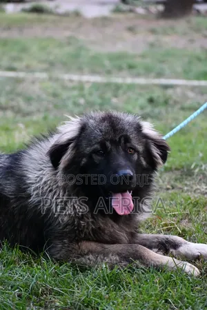 6-12 months Male Purebred Caucasian Shepherd