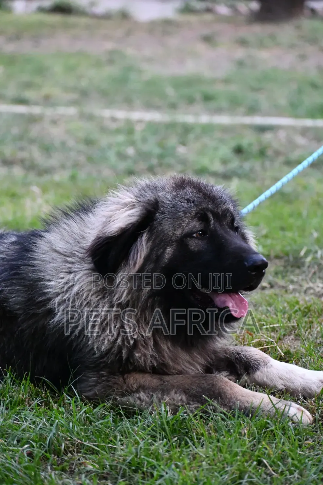 6-12 months Male Purebred Caucasian Shepherd