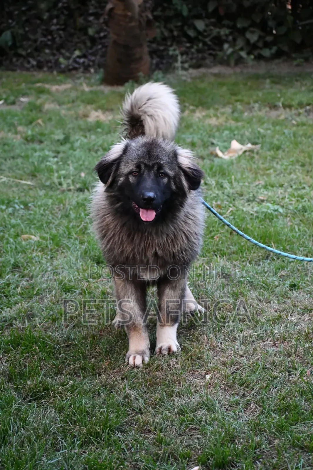6-12 months Male Purebred Caucasian Shepherd