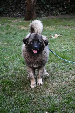6-12 months Male Purebred Caucasian Shepherd