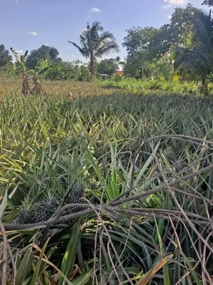 Kiwanja Kinauzwa Kipo Kiwangwa Bagamoyo Pwani