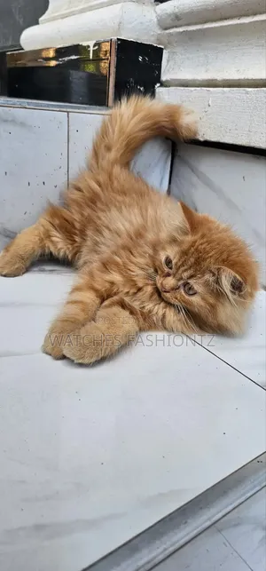 1-3 months Male Purebred Persian