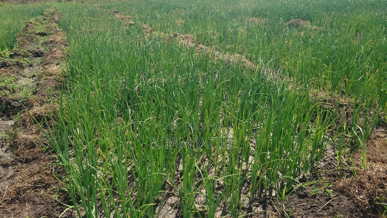 Shamba La Kilimo Cha Umwagiliaji