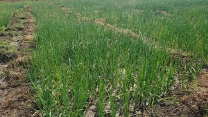 Shamba La Kilimo Cha Umwagiliaji