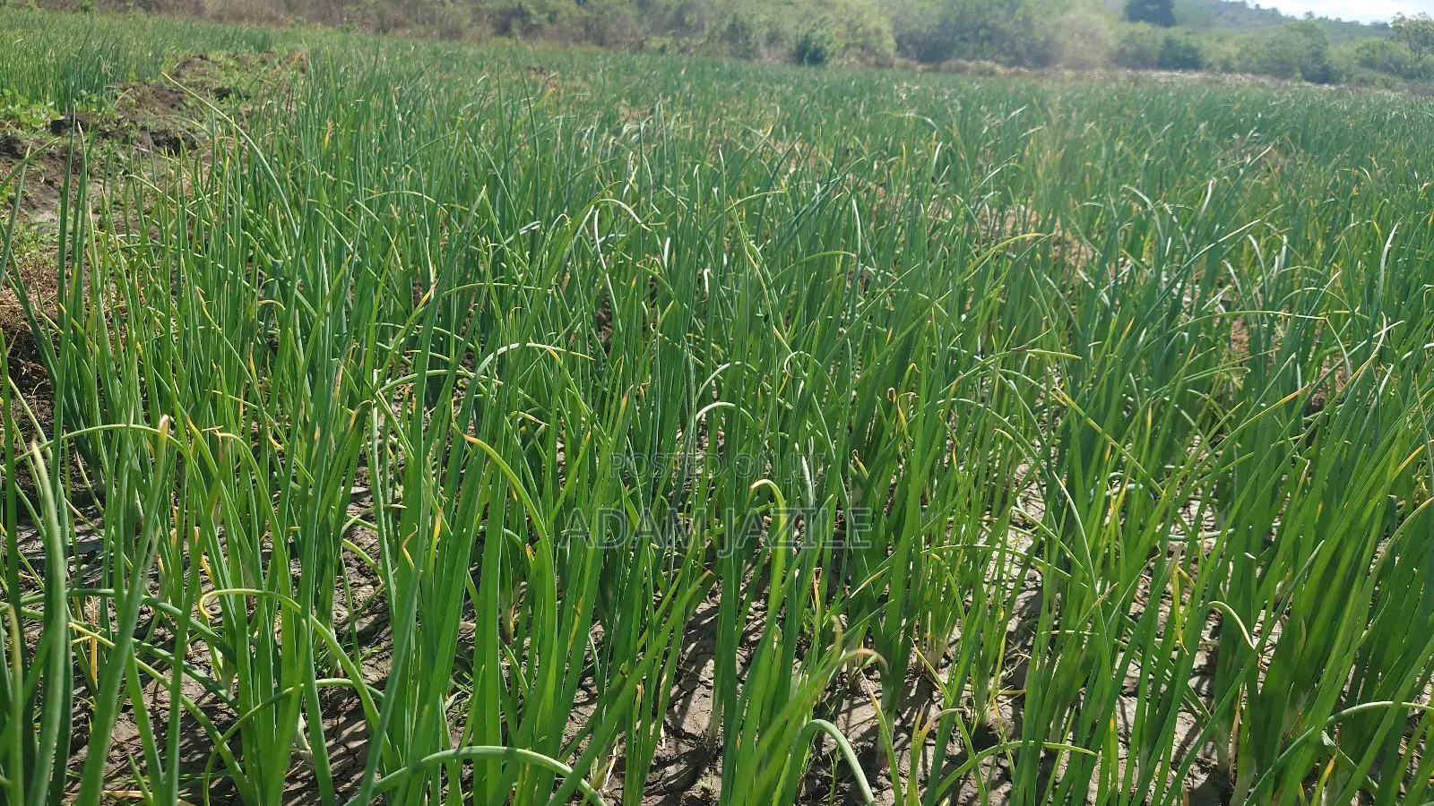Shamba La Kilimo Cha Umwagiliaji