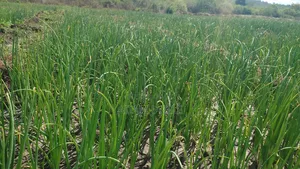 Shamba La Kilimo Cha Umwagiliaji