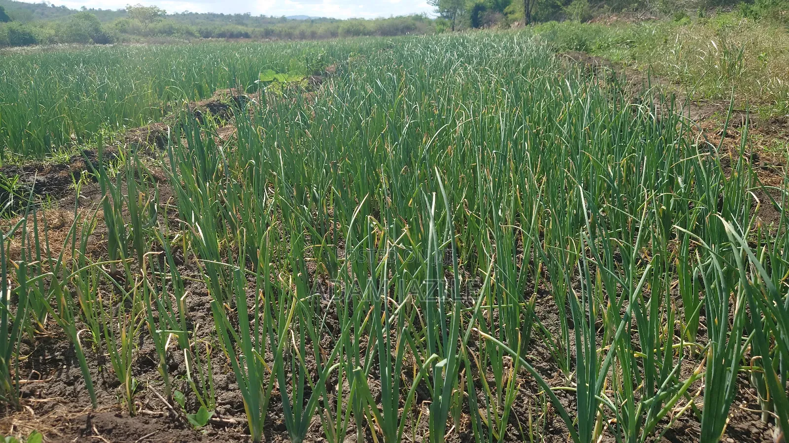 Shamba La Kilimo Cha Umwagiliaji