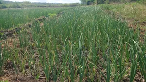 Shamba La Kilimo Cha Umwagiliaji