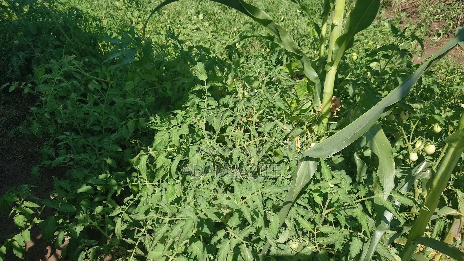 Shamba La Kilimo Cha Umwagiliaji