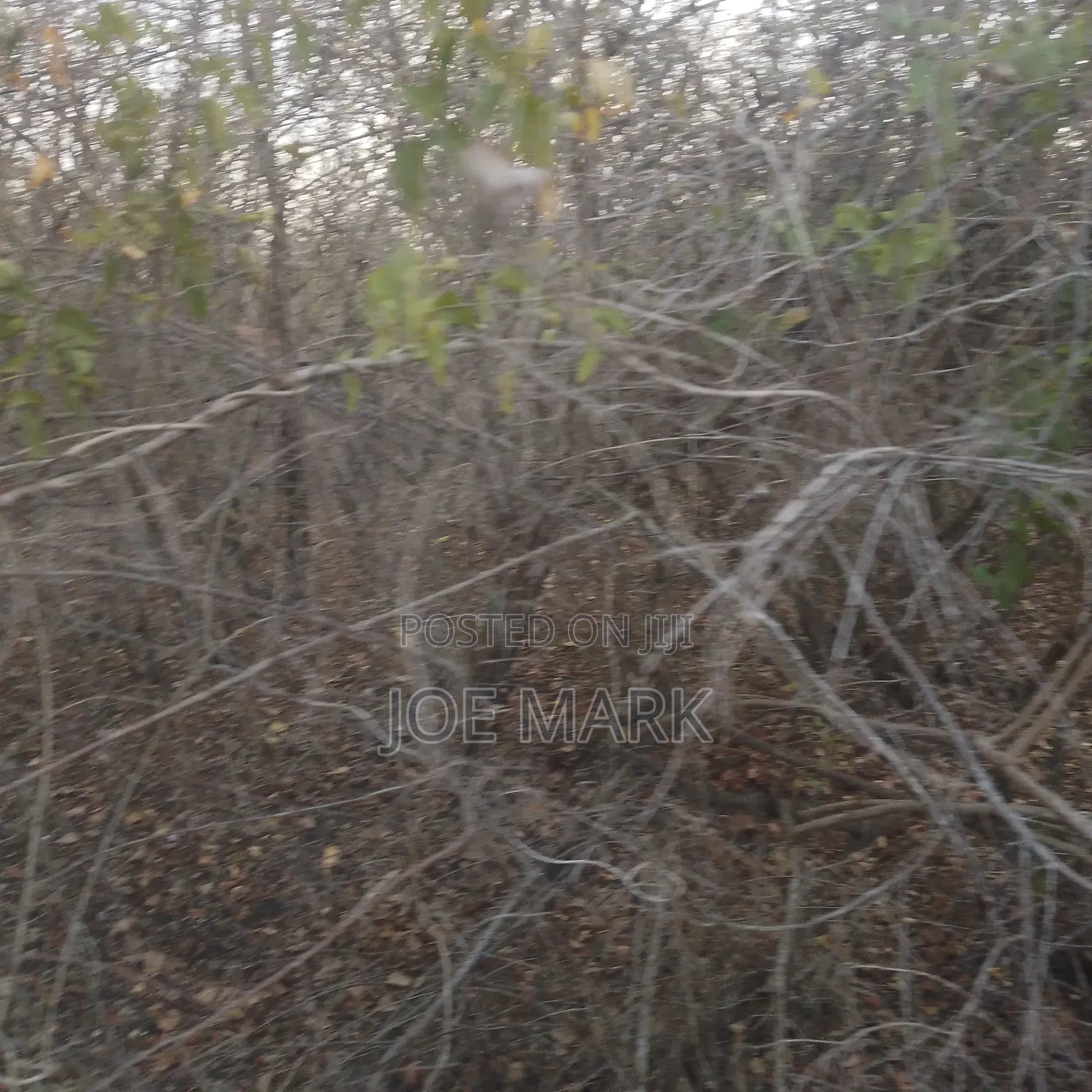 100 Acres for Sale