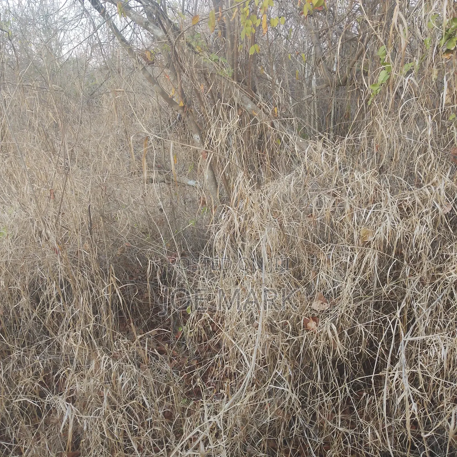100 Acres for Sale