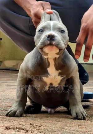 1-3 months Male Purebred American Bully