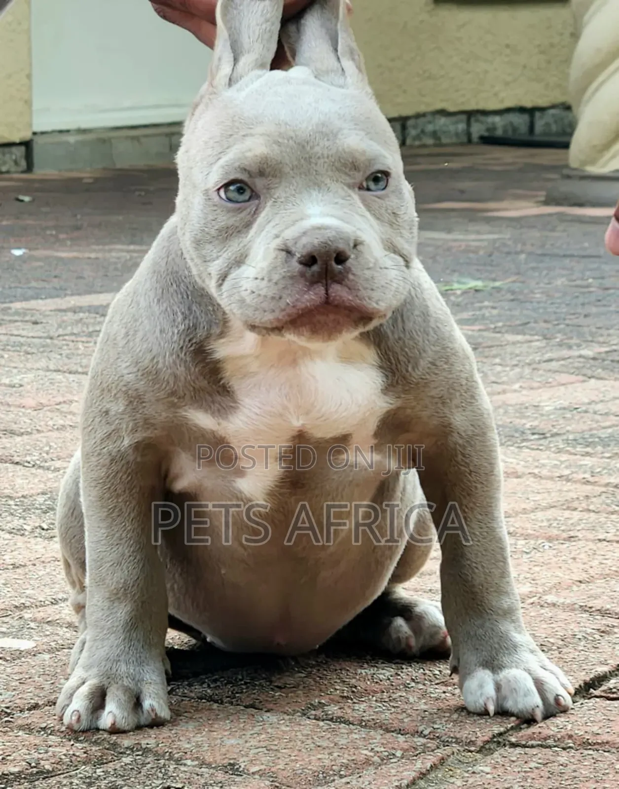 1-3 months Male Purebred American Bully