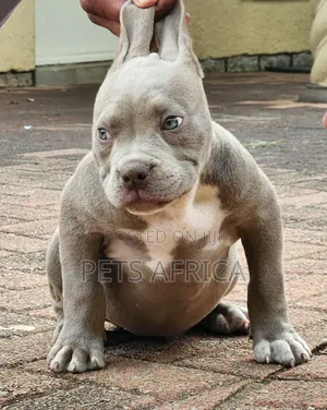 1-3 months Male Purebred American Bully