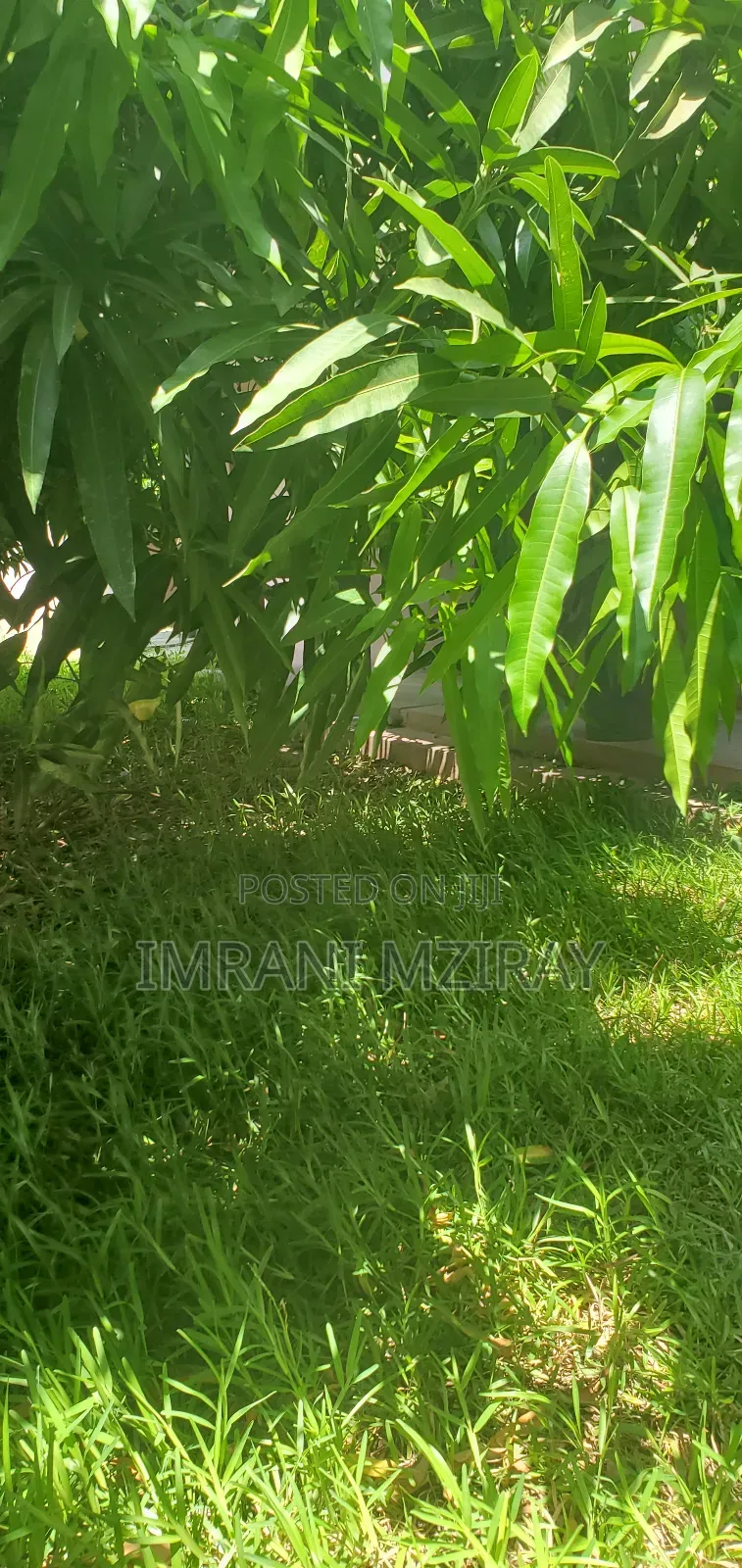 8bdrm House in Mikocheni for rent