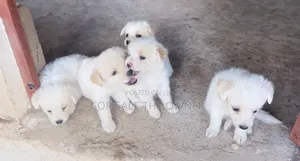 1-3 months Male Mixed Breed Japanese Spitz