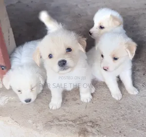 1-3 months Female Mixed Breed Japanese Spitz