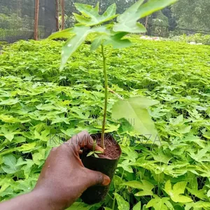 California Pepaya