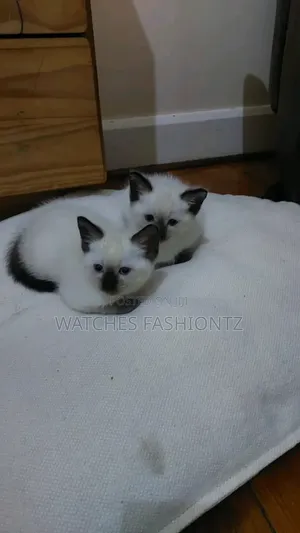 0-1 month Male Purebred Siamese