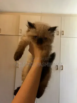 1-3 months Female Purebred Birman
