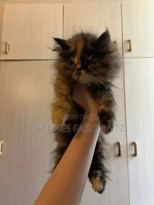 1-3 months Female Purebred Persian