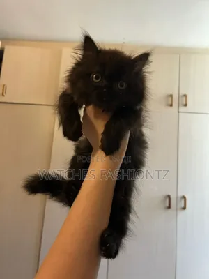 1-3 months Male Purebred Persian