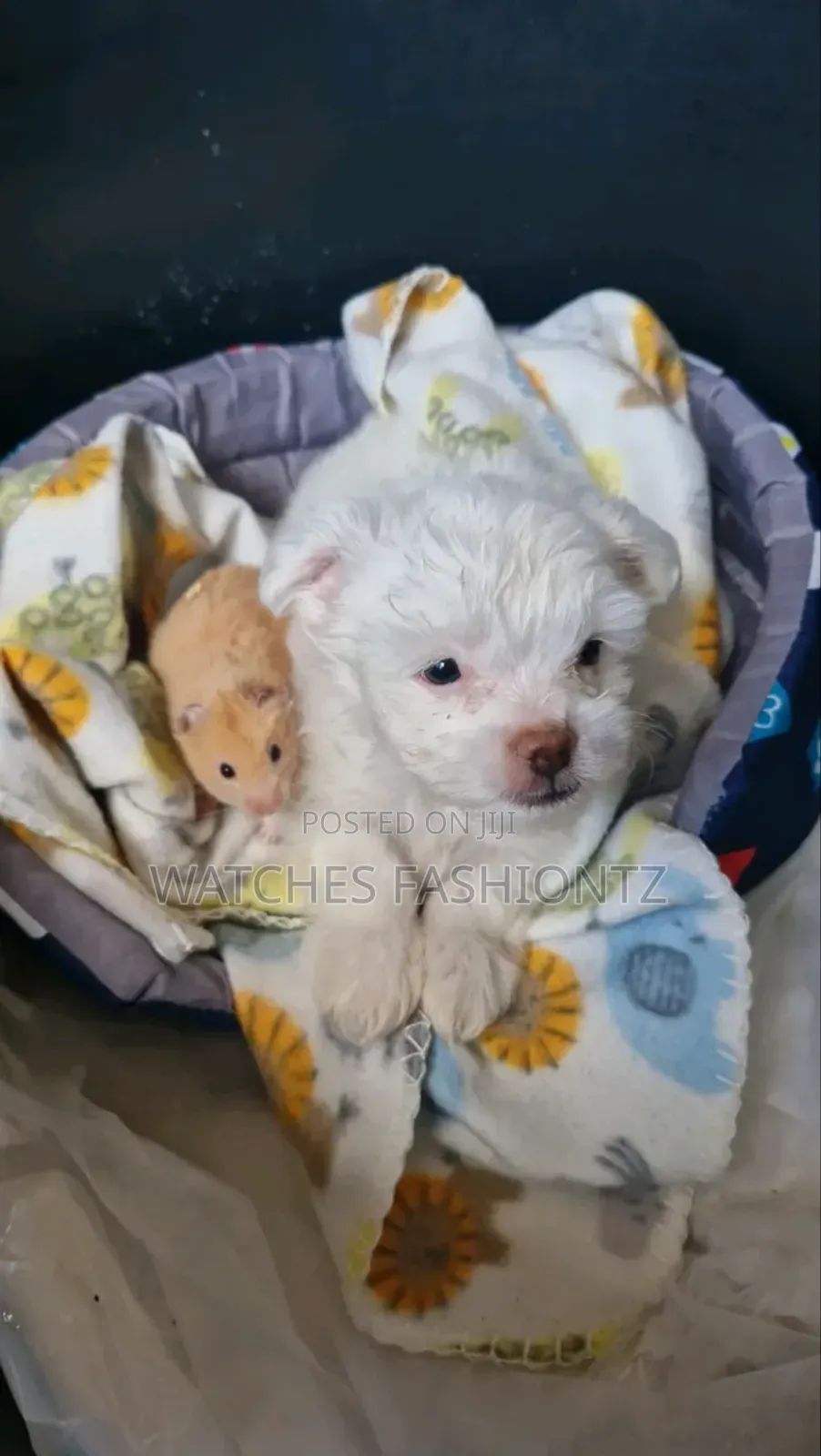1-3 months Male Purebred Maltese