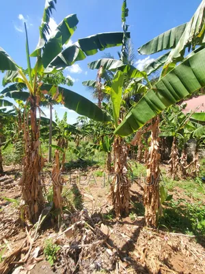 Kiwanja Kinauzwa Madale Mwisho