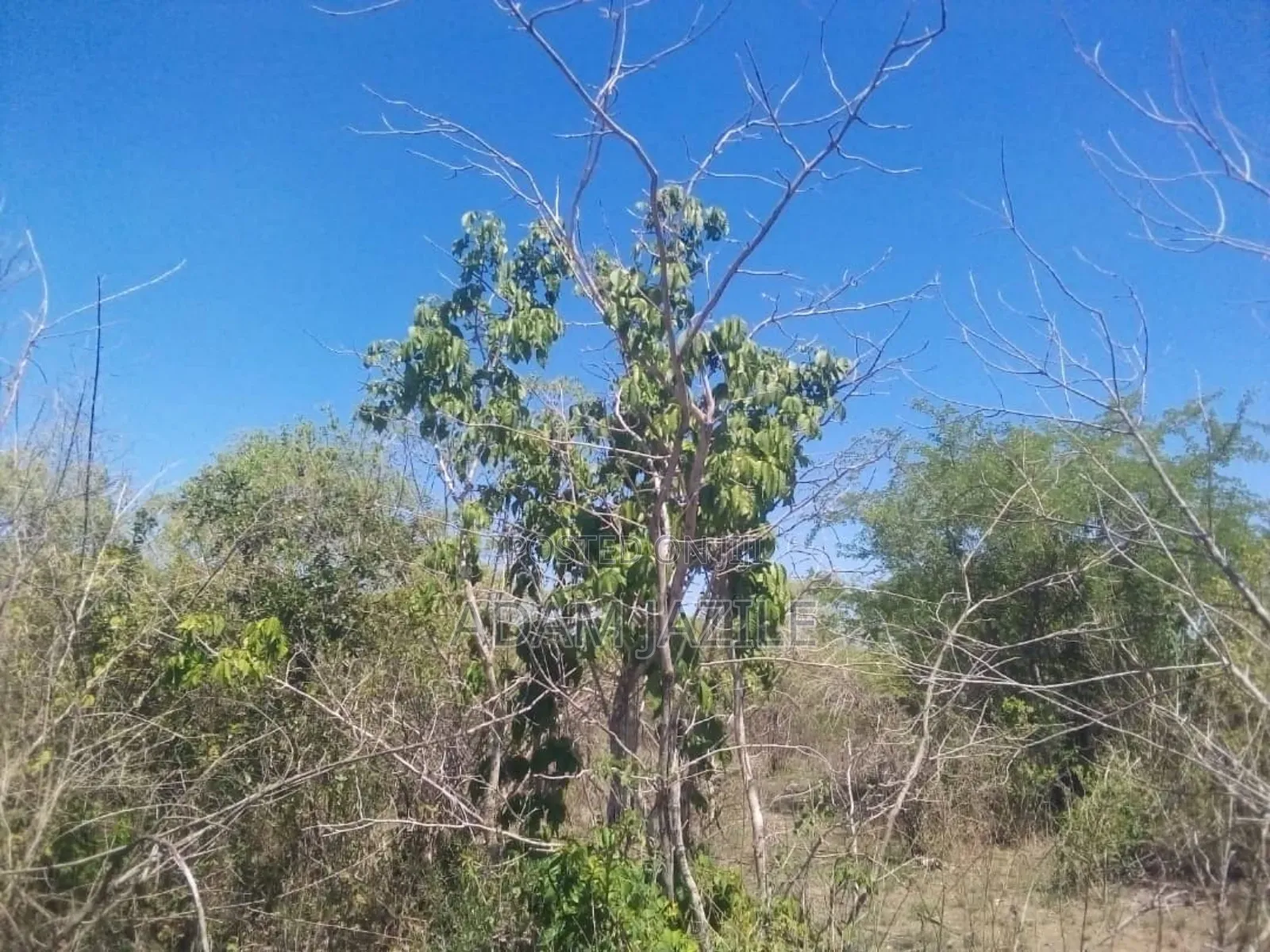 Shamba Ekari 15 Linuzwa Msata Chalinze