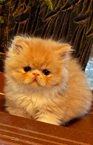 1-3 months Male Purebred Persian