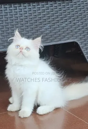 1-3 months Male Purebred Persian