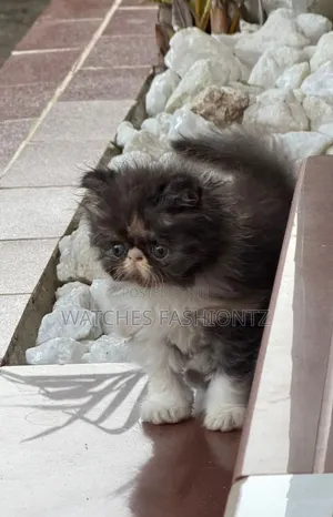 1-3 months Male Purebred Persian