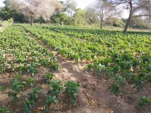 Six Acres Shamba in Valeska-Near Dolly Estate