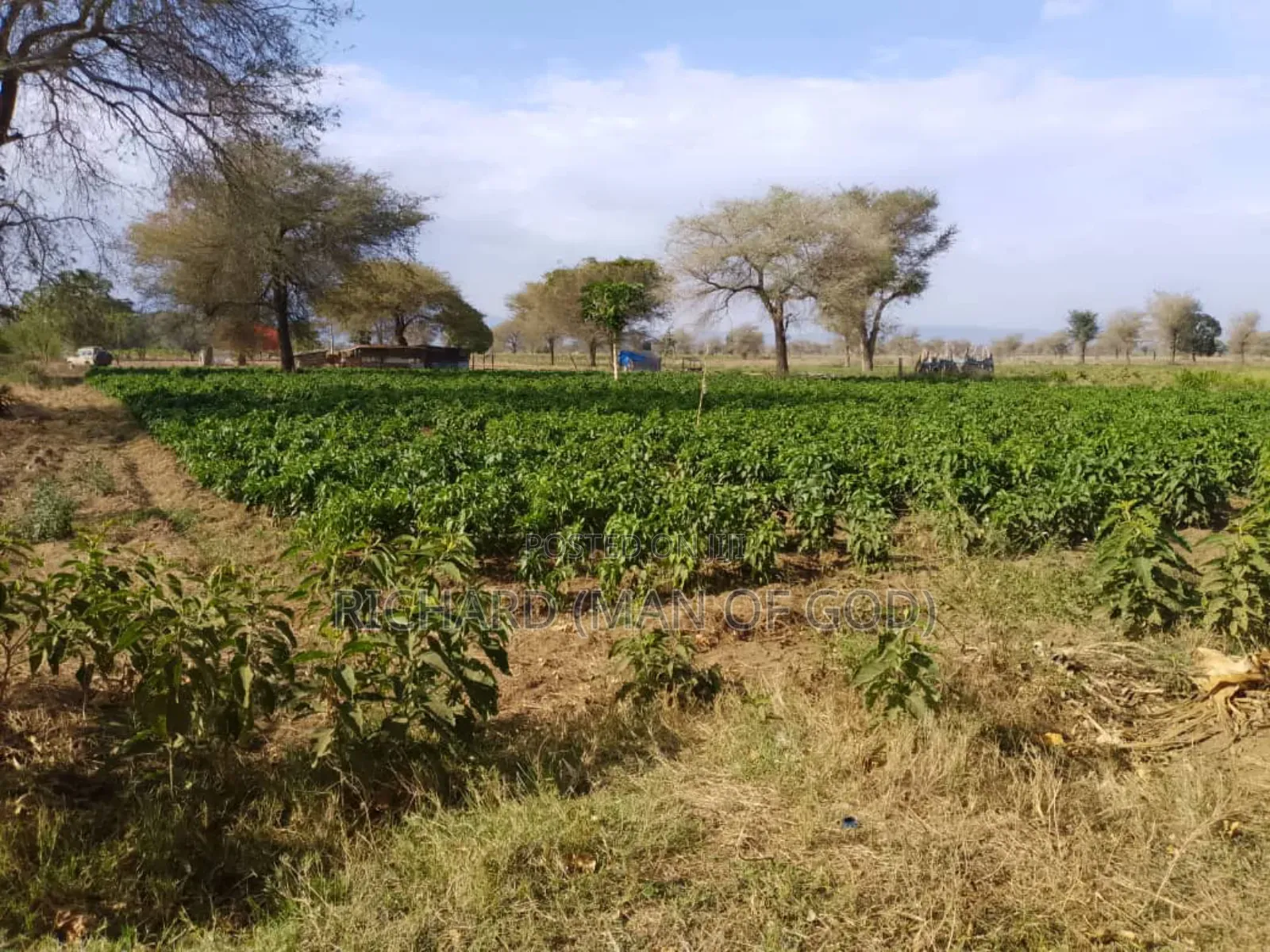 Six Acres Shamba in Valeska-Near Dolly Estate