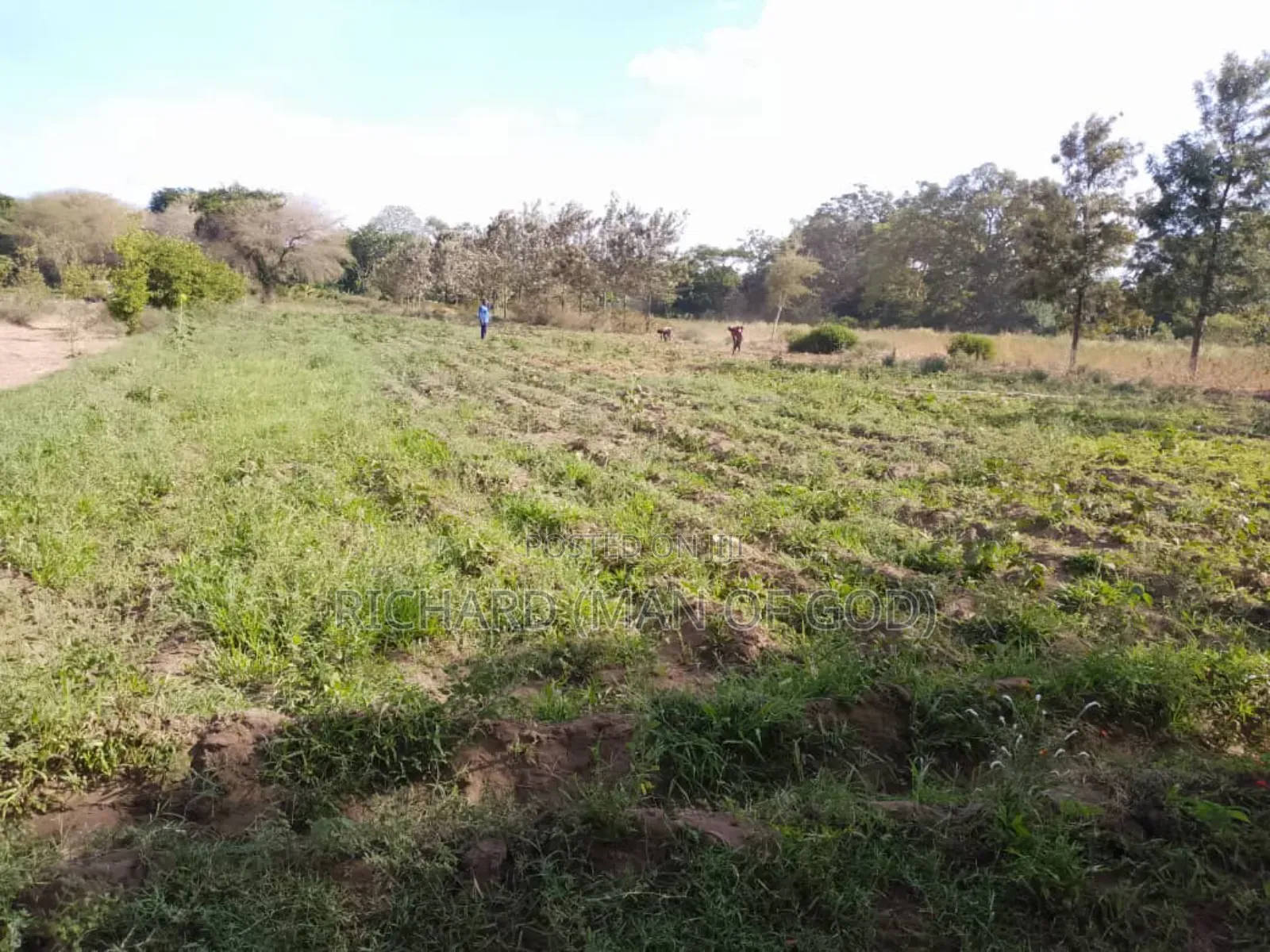 Six Acres Shamba in Valeska-Near Dolly Estate