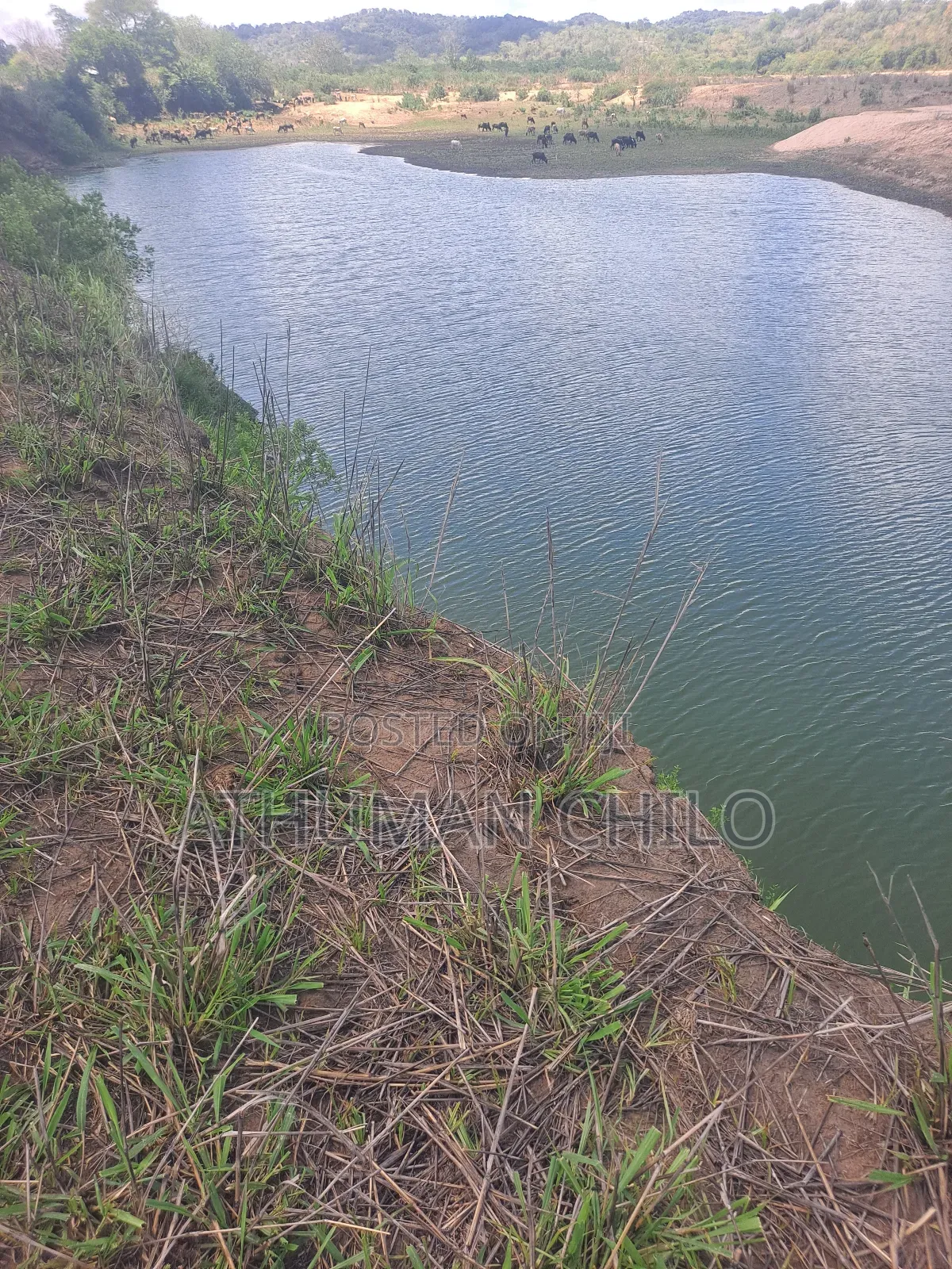 Shamba Linauzwa