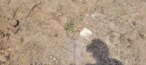 Plots for Sale by Installment in Kigamboni