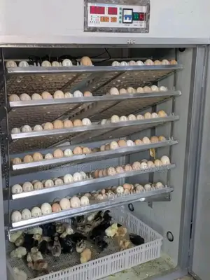 Mashine Za Kutotoleshea Vifaranga ( Incubator )