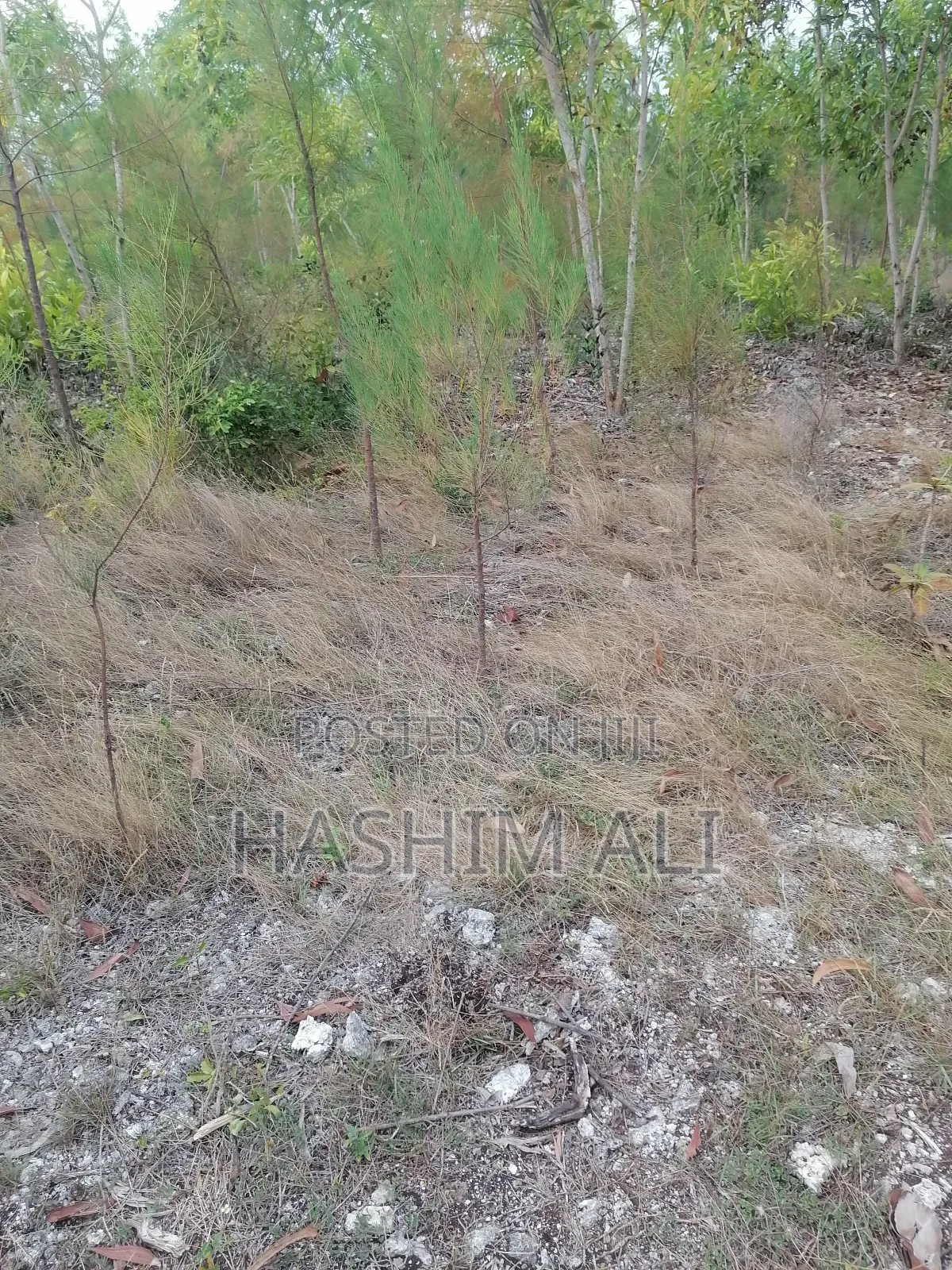Land for Sale in Michamvi