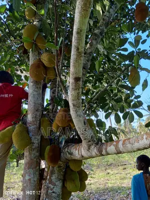 Shamba Eka 7 Linauzwa Mkuranga
