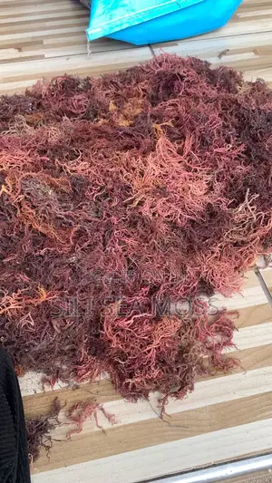 Sea Weed (Seamoss)