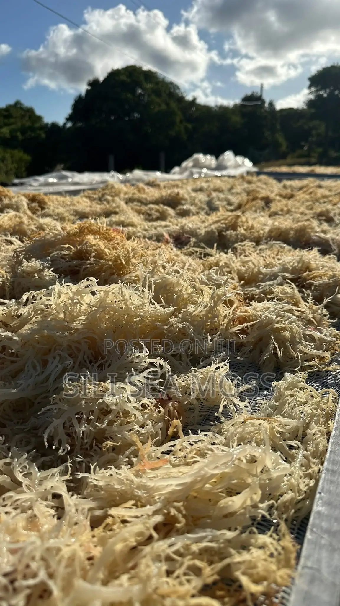Sea Weed (Seamoss)