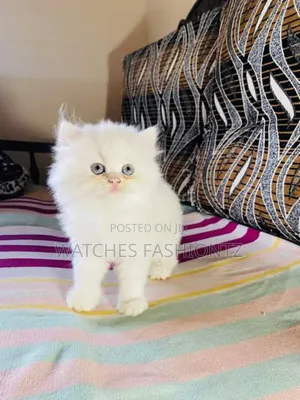 1-3 months Male Purebred Persian