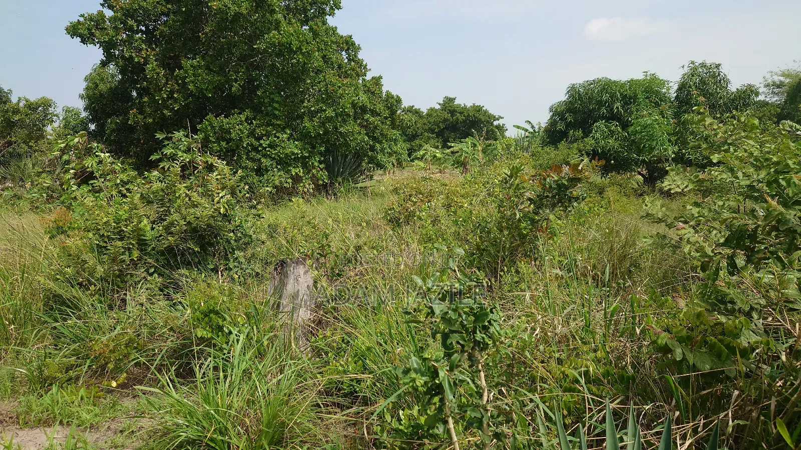 Kiwanja Kinauzwa Kidomole