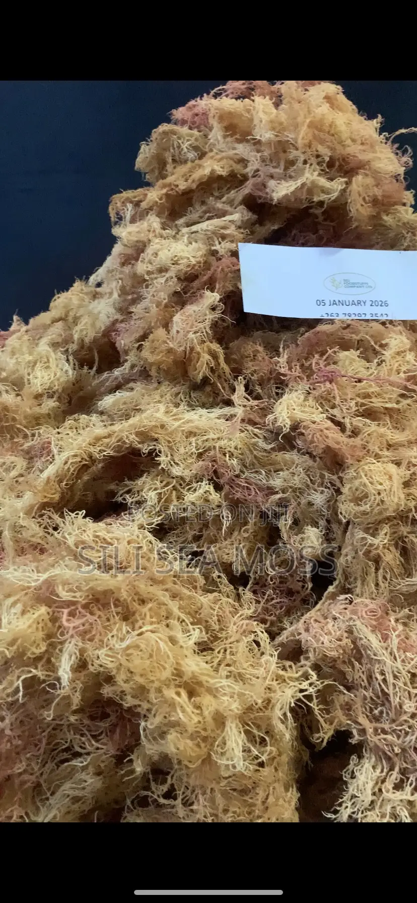 Sea Weed (Seamoss)
