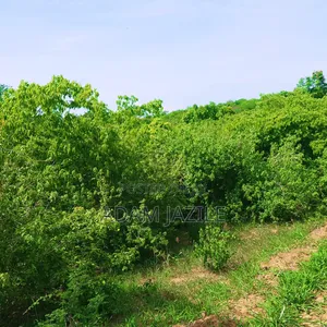 Shamba La Ekari 20 Linauzwa Bagamoyo